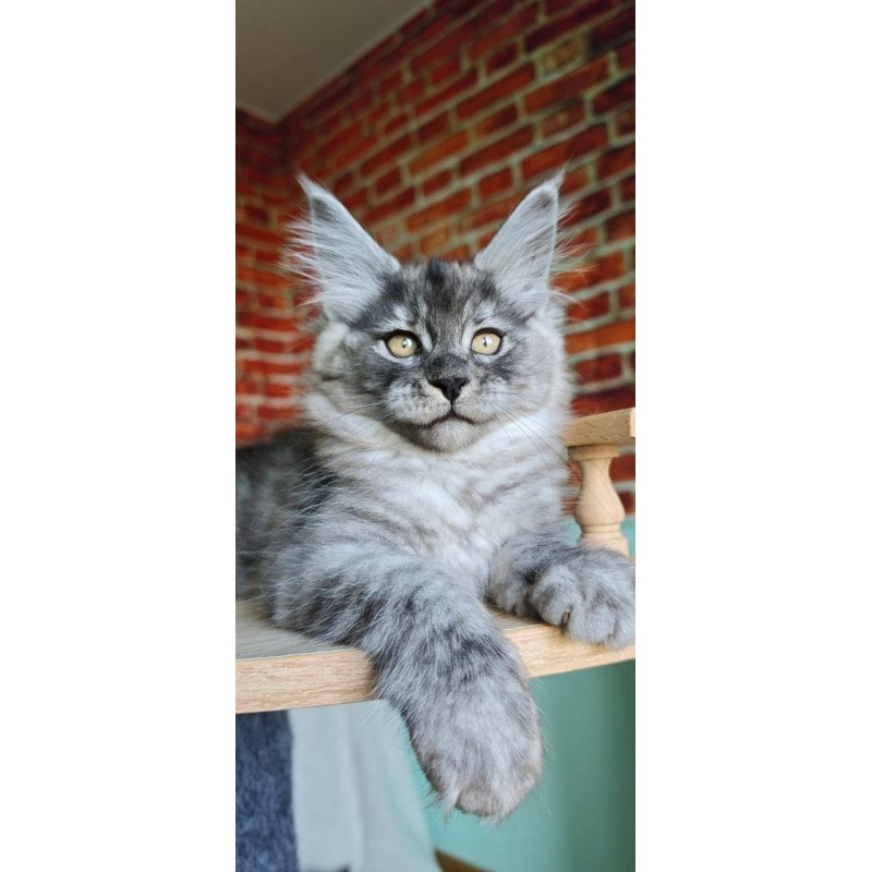 Maine Coon Freya