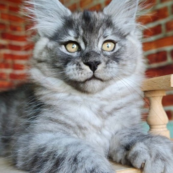 Maine Coon Freya