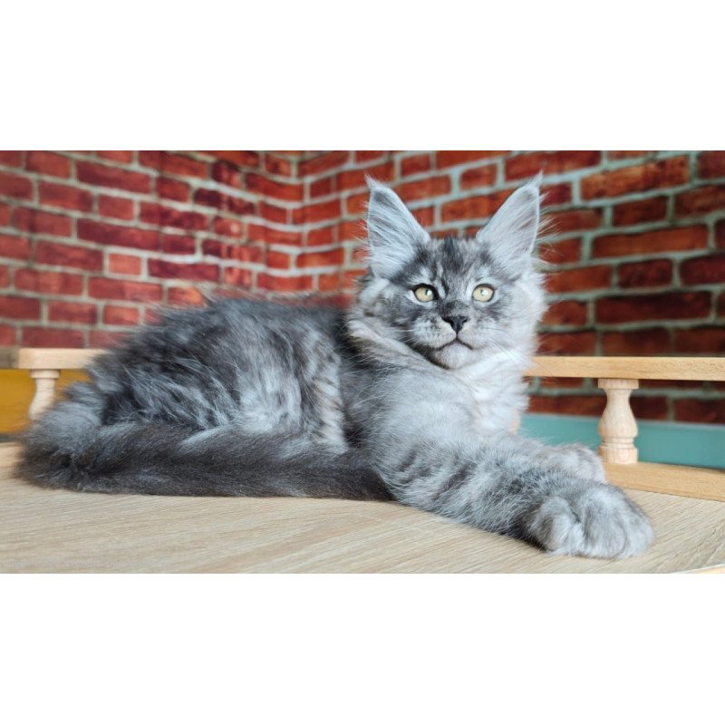 Maine Coon Freya