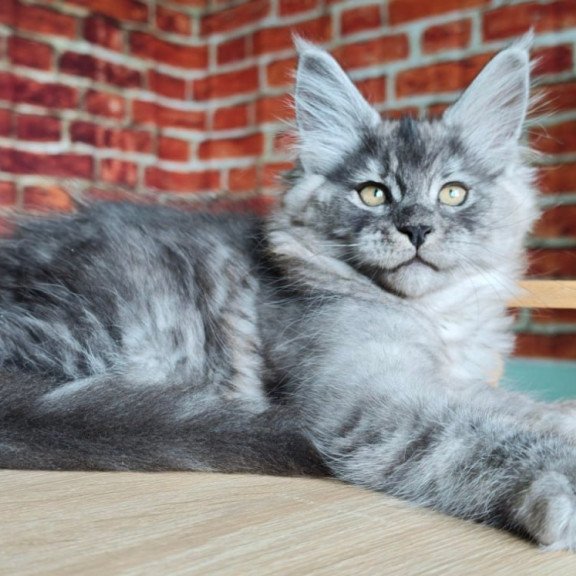 Maine Coon Freya
