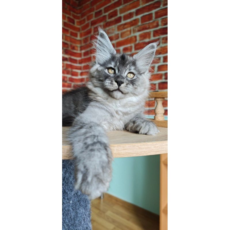 Maine Coon Freya