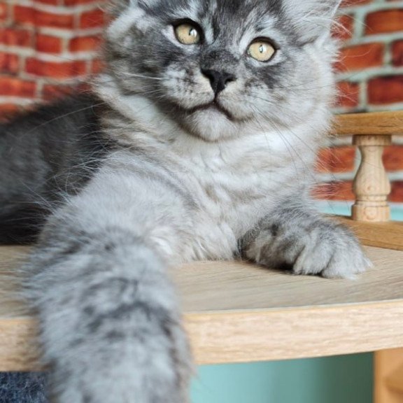 Maine Coon Freya