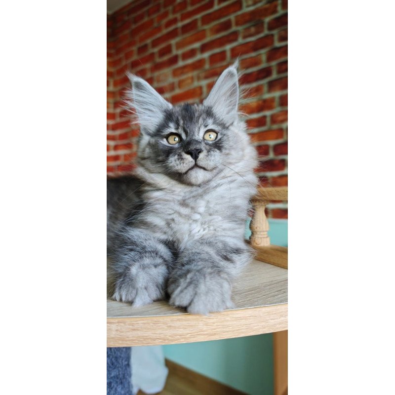 Maine Coon Freya
