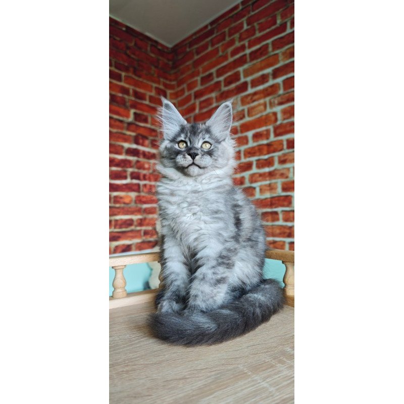Maine Coon Freya