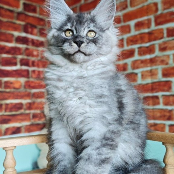 Maine Coon Freya