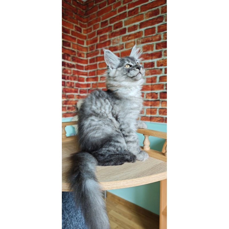 Maine Coon Freya