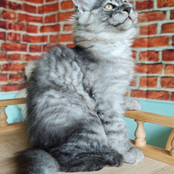 Maine Coon Freya