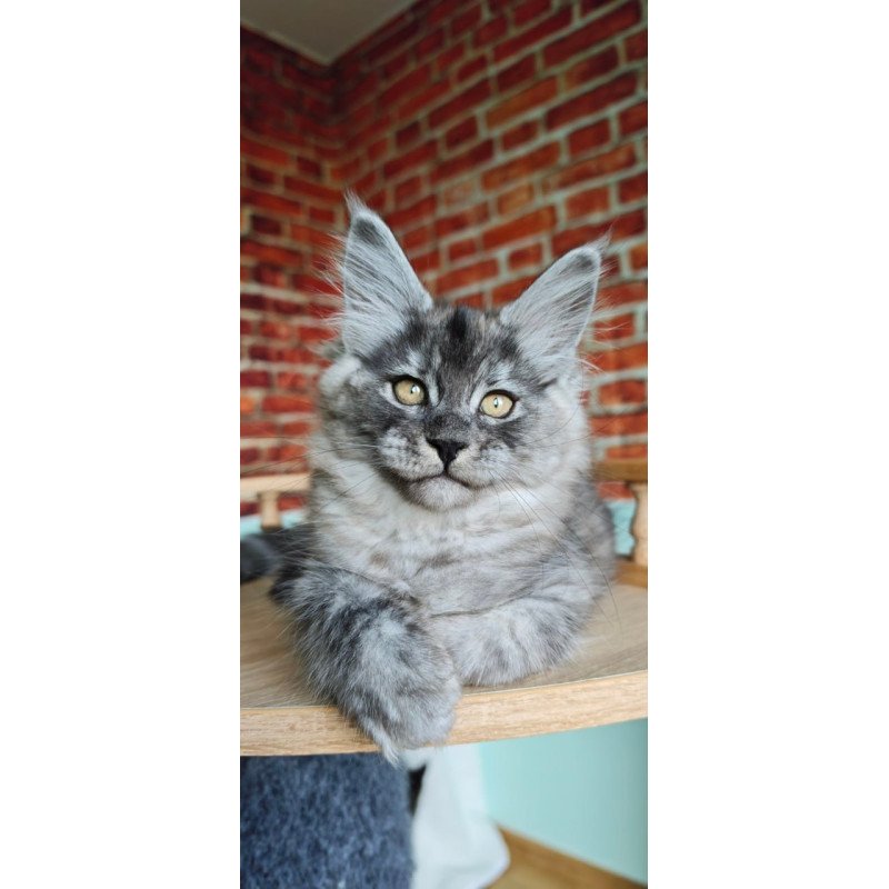 Maine Coon Freya