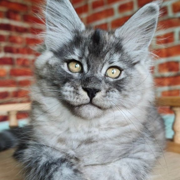Maine Coon Freya