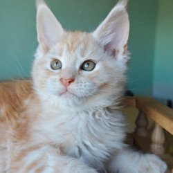Maine Coon Govard