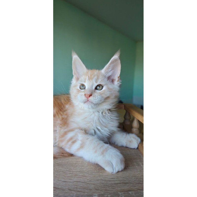 Maine Coon Govard