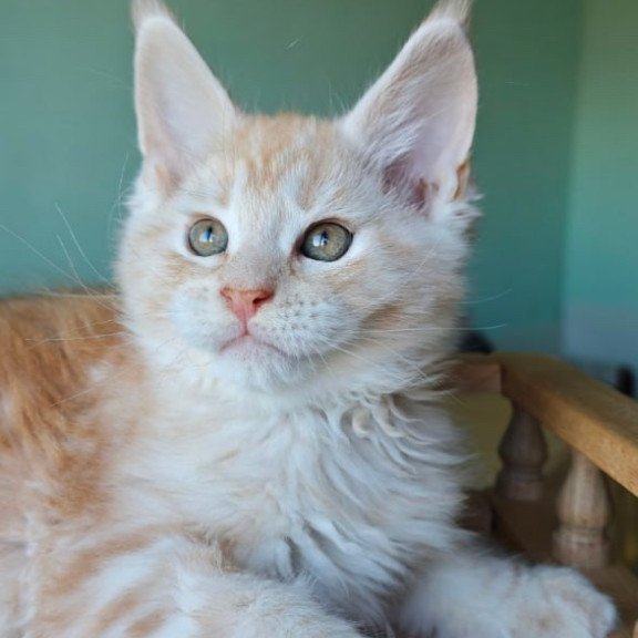 Maine Coon Govard