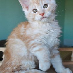 Maine Coon Govard