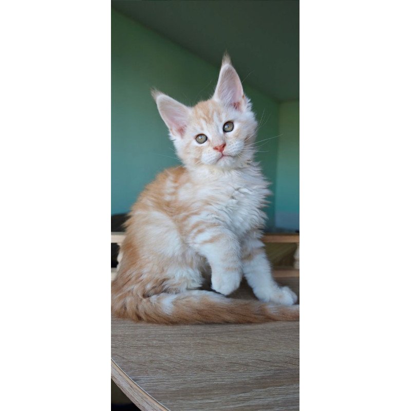 Maine Coon Govard