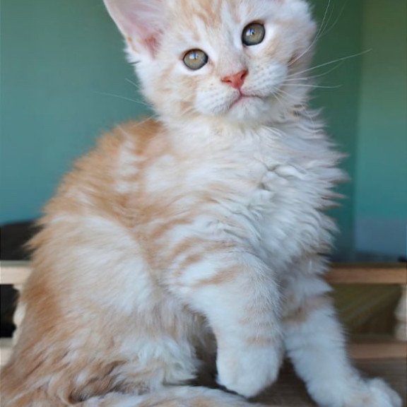 Maine Coon Govard
