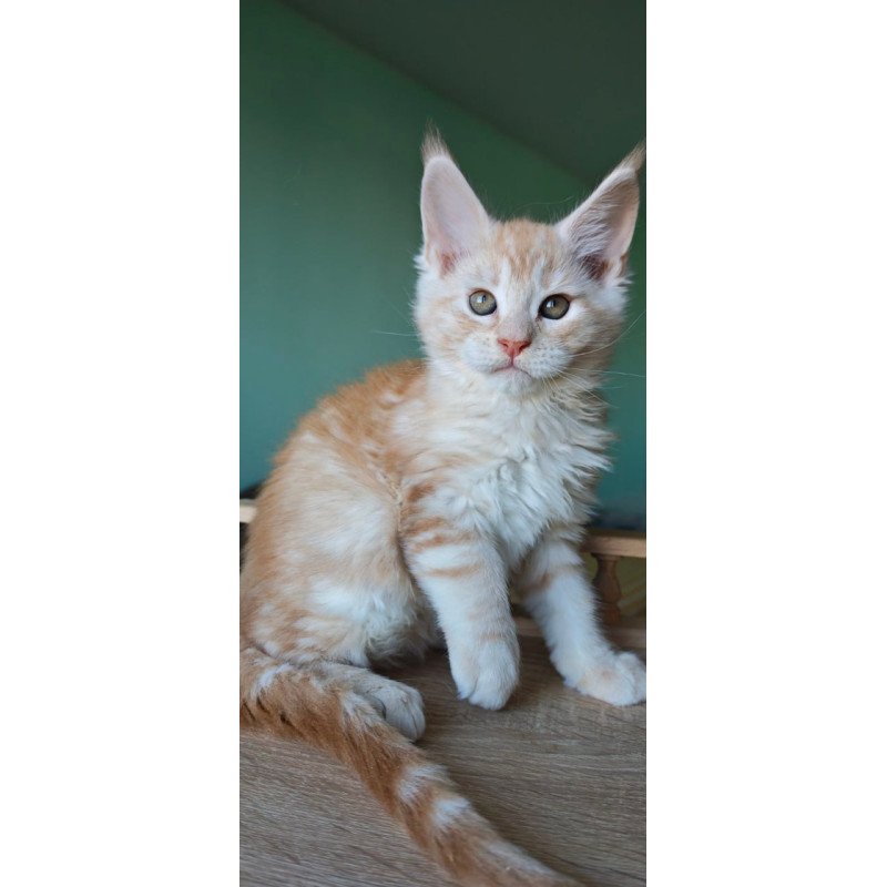 Maine Coon Govard