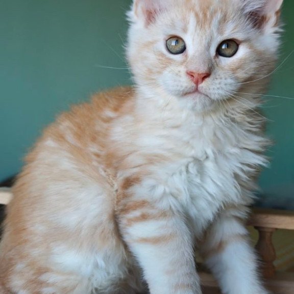 Maine Coon Govard
