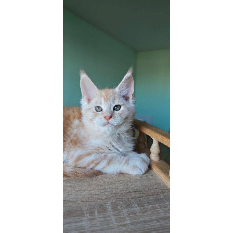 Maine Coon Govard