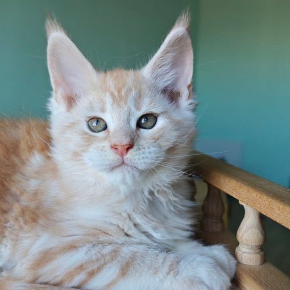 Maine Coon Govard