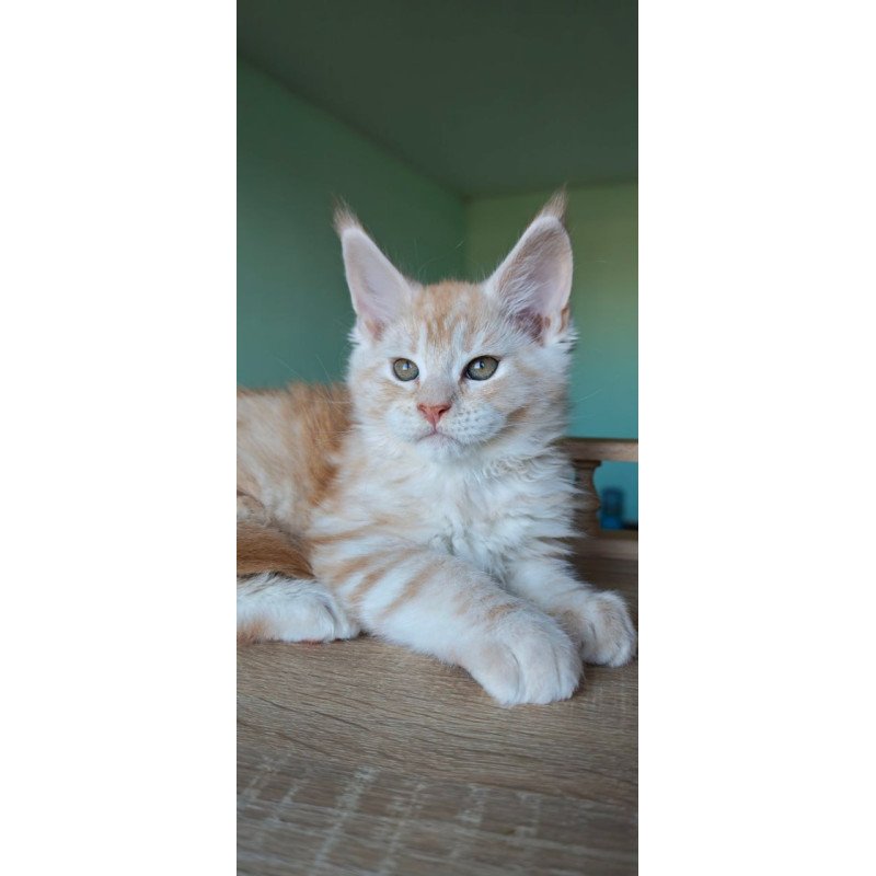 Maine Coon Govard