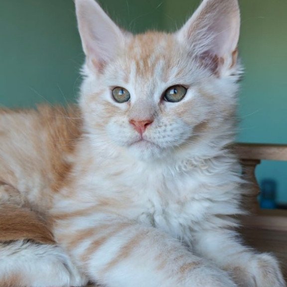 Maine Coon Govard
