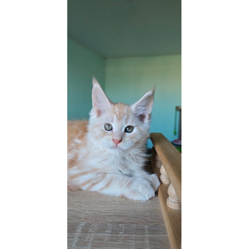 Maine Coon Govard
