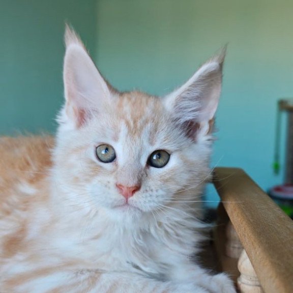 Maine Coon Govard
