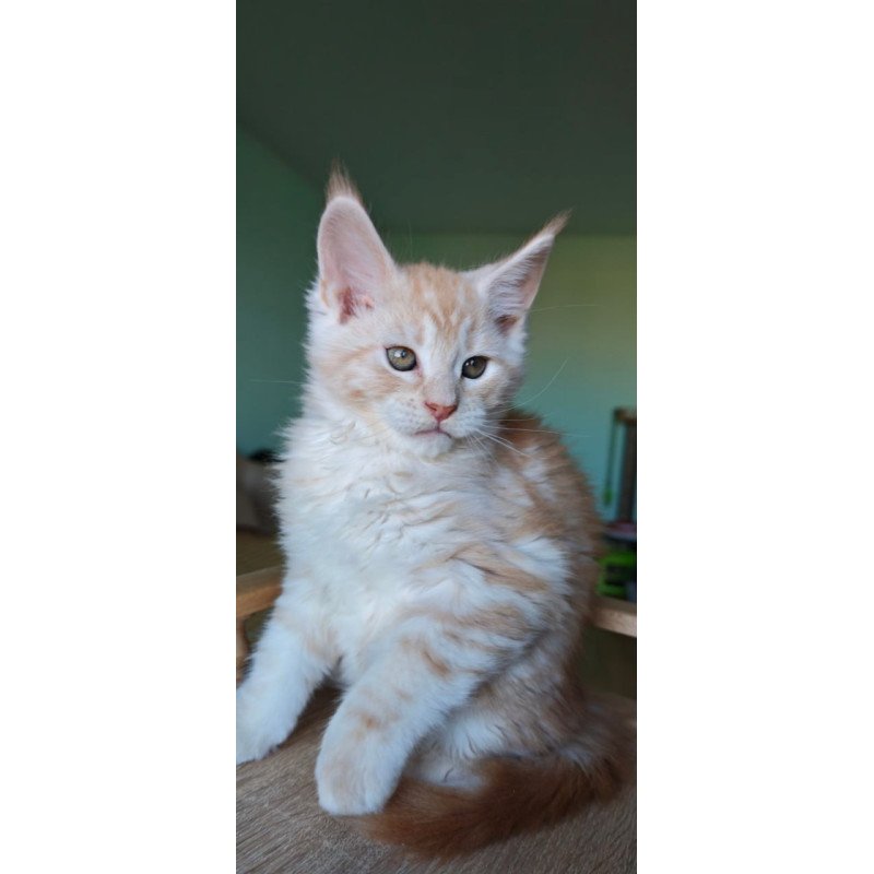Maine Coon Govard