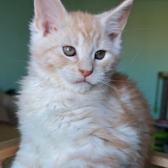 Maine Coon Govard