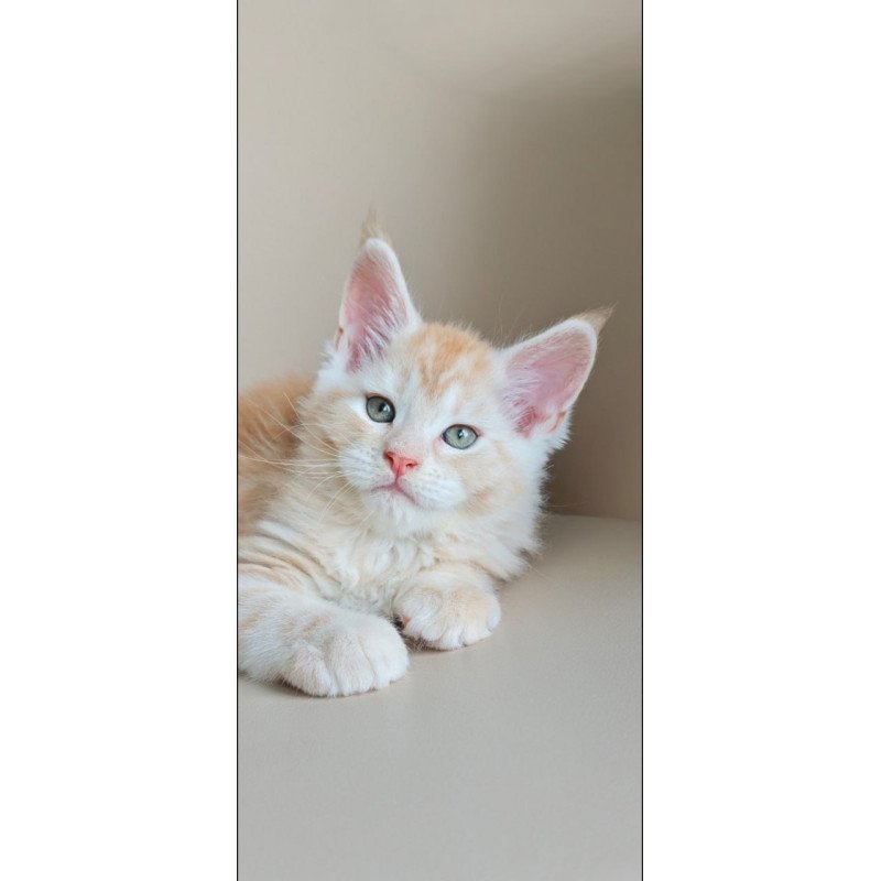 Maine Coon Govard