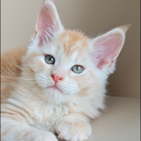 Maine Coon Govard