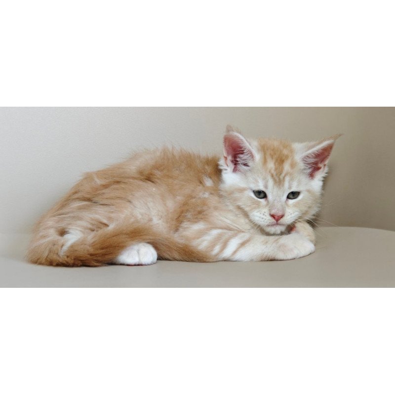 Maine Coon Govard
