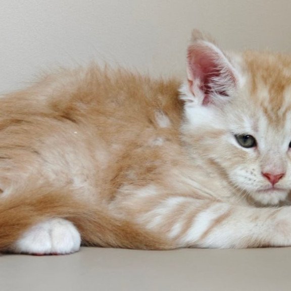 Maine Coon Govard