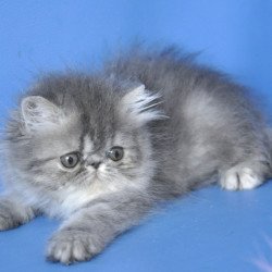 Persian Sindi