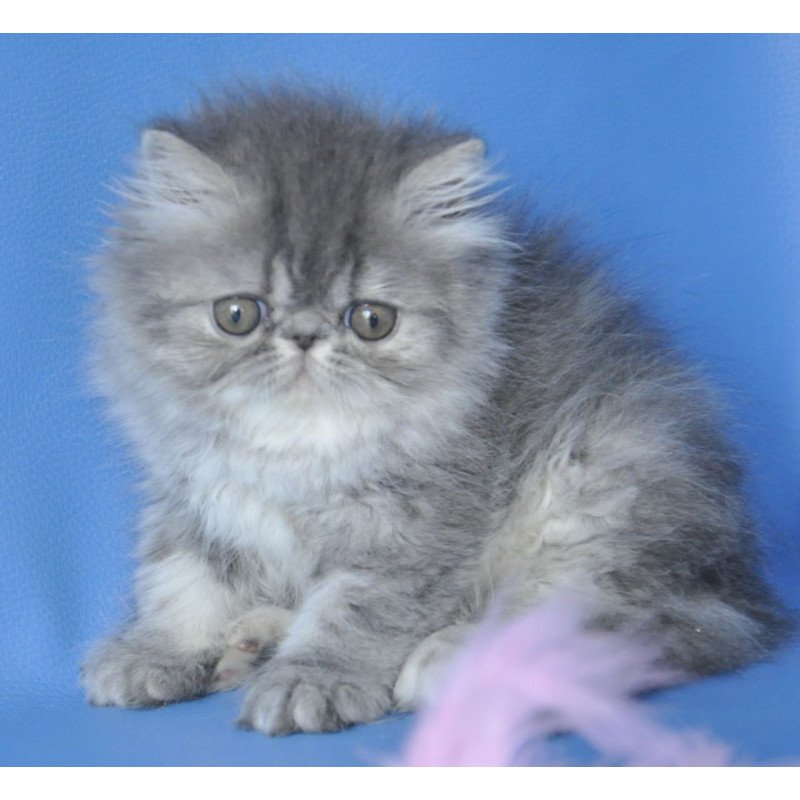 Persian Sindi