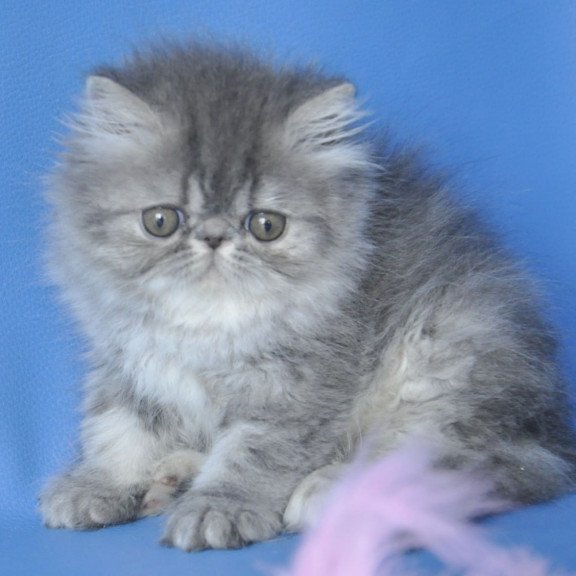 Persian Sindi
