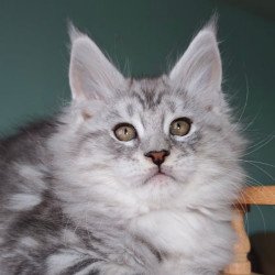 Maine Coon Gelios