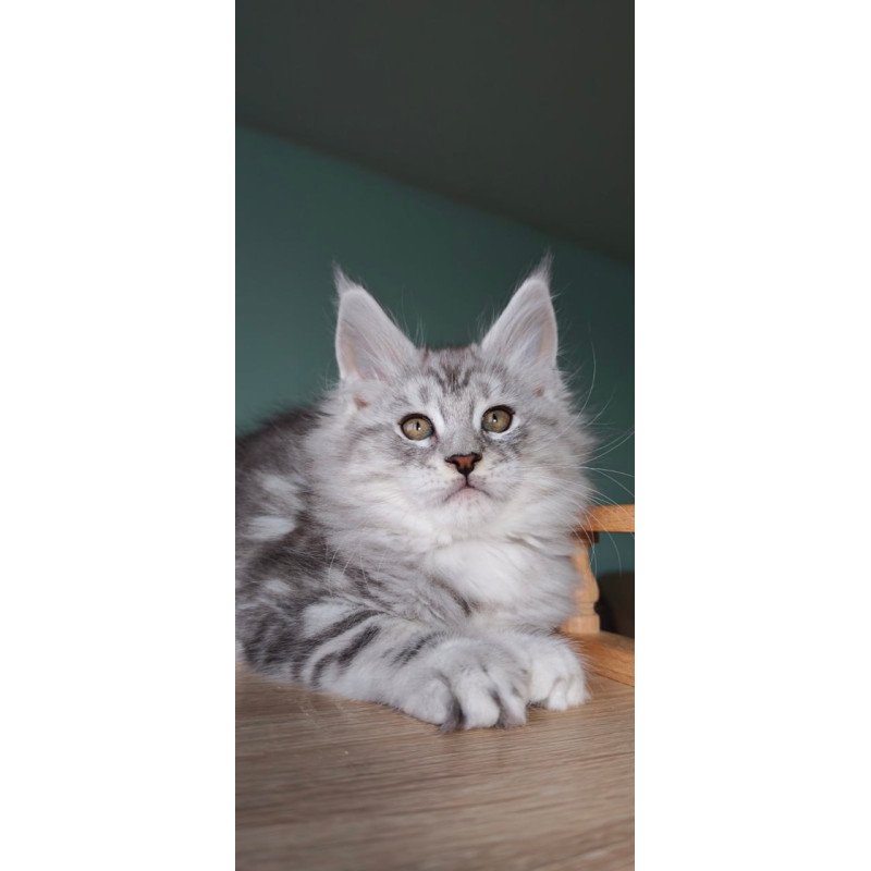 Maine Coon Gelios