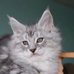 Maine Coon Gelios