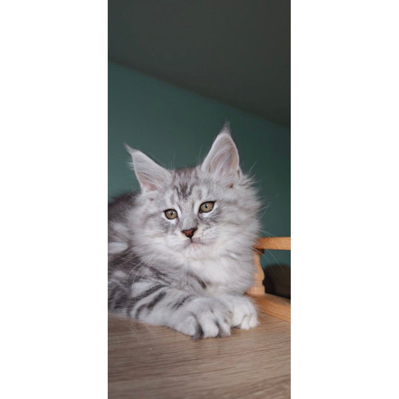 Maine Coon Gelios