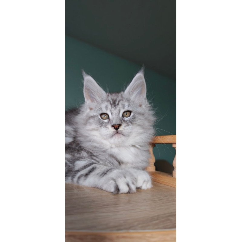 Maine Coon Gelios