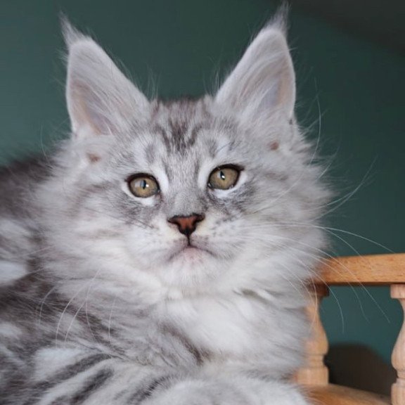 Maine Coon Gelios