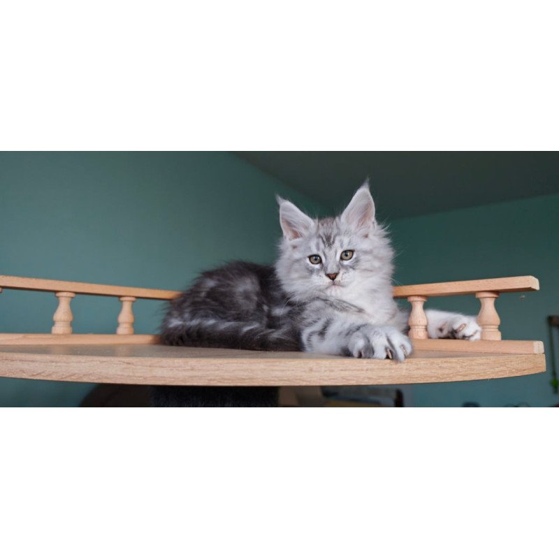 Maine Coon Gelios
