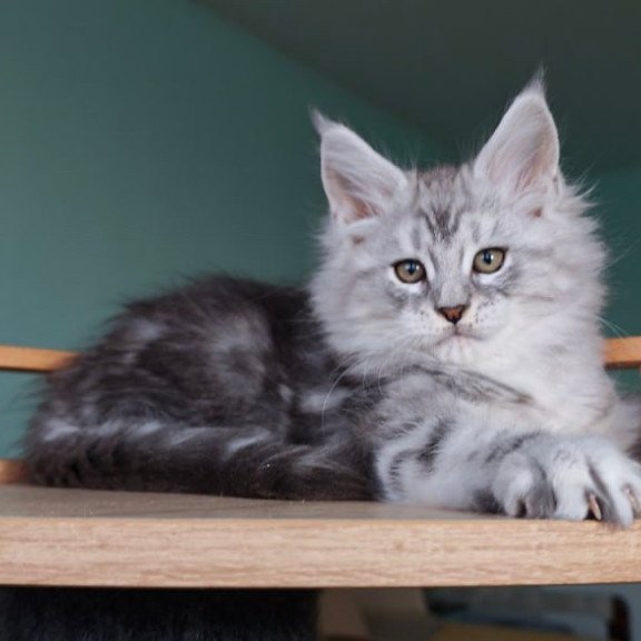 Maine Coon Gelios