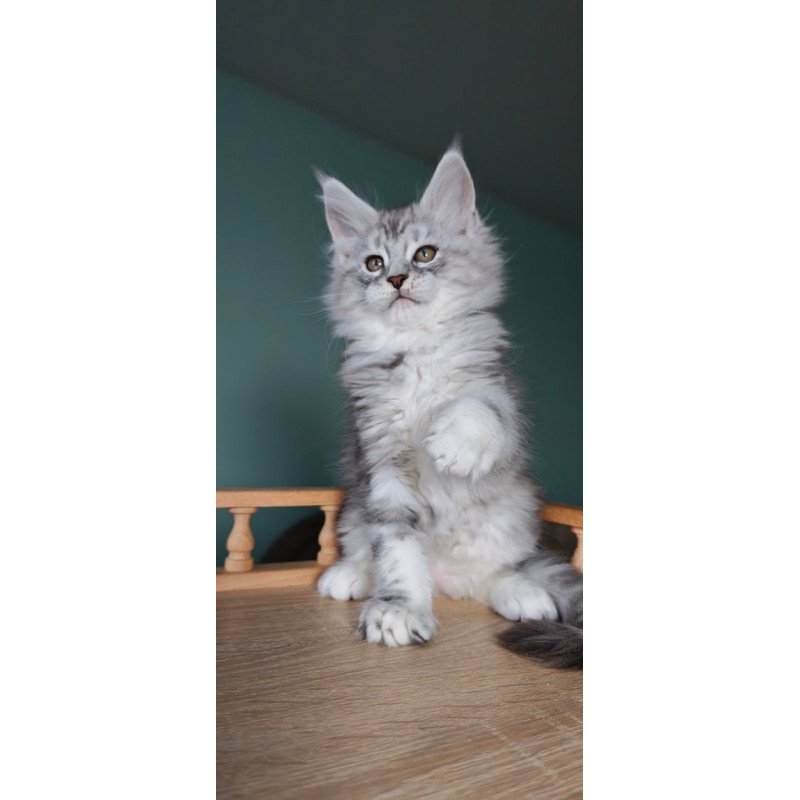 Maine Coon Gelios