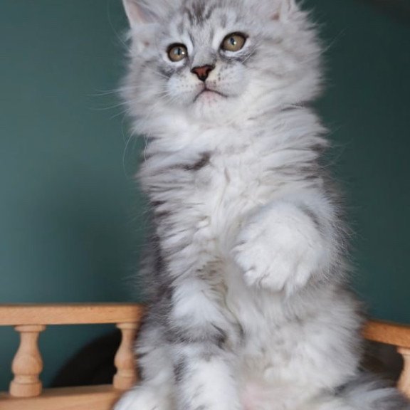 Maine Coon Gelios