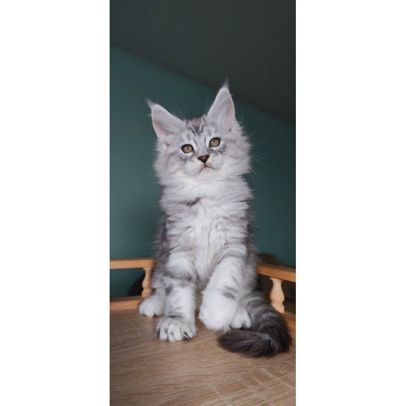Maine Coon Gelios