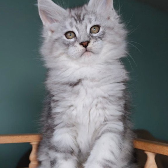 Maine Coon Gelios