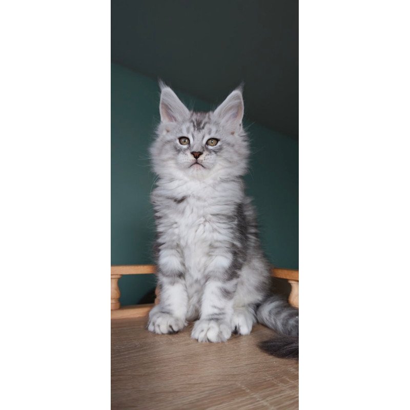 Maine Coon Gelios