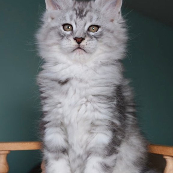 Maine Coon Gelios
